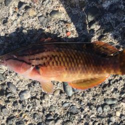 ウイリーサビキ